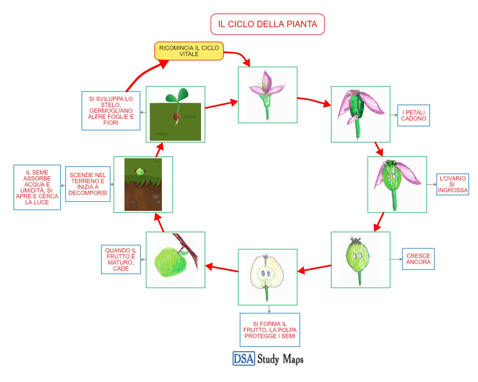 il ciclo della pianta