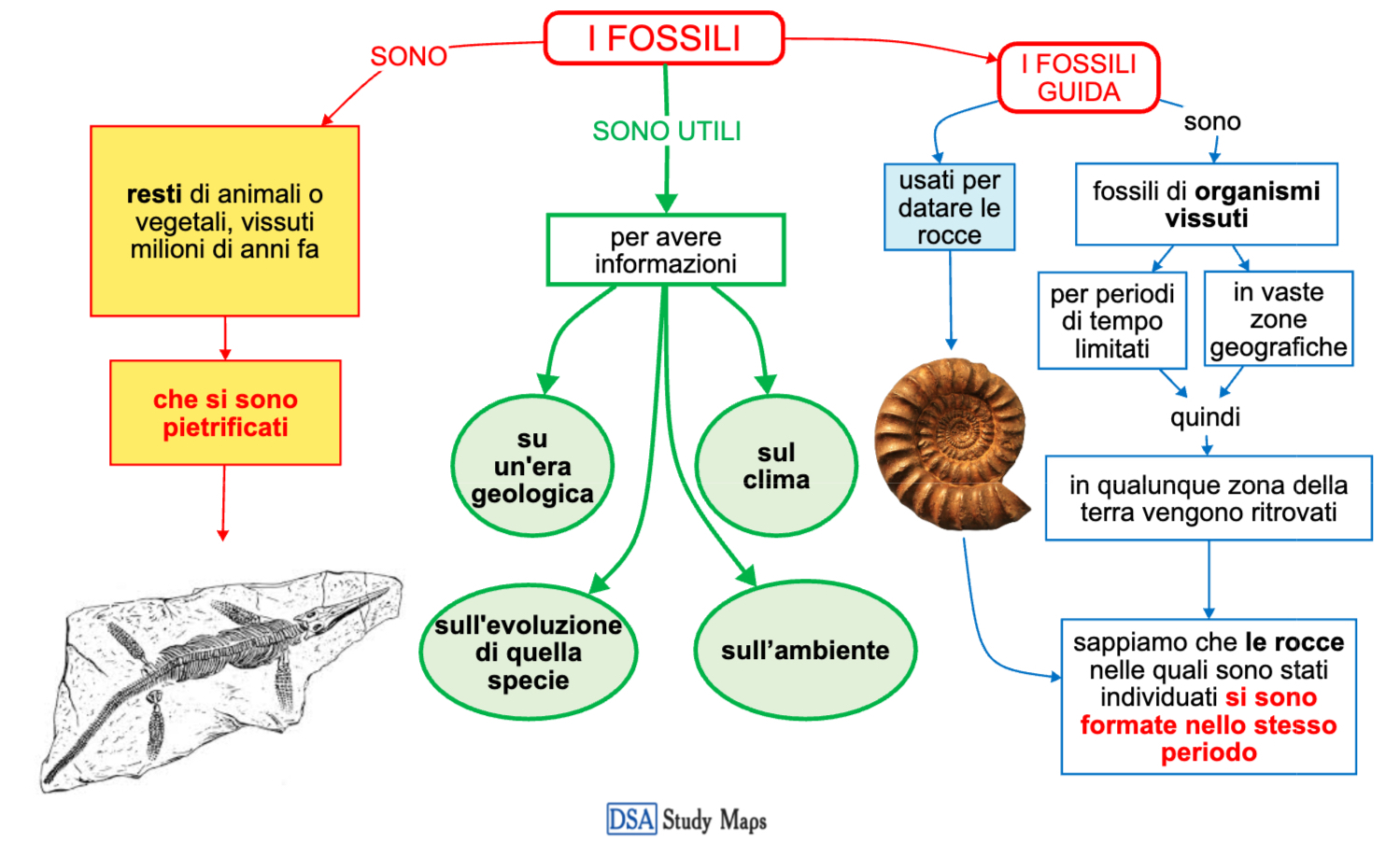 i fossili