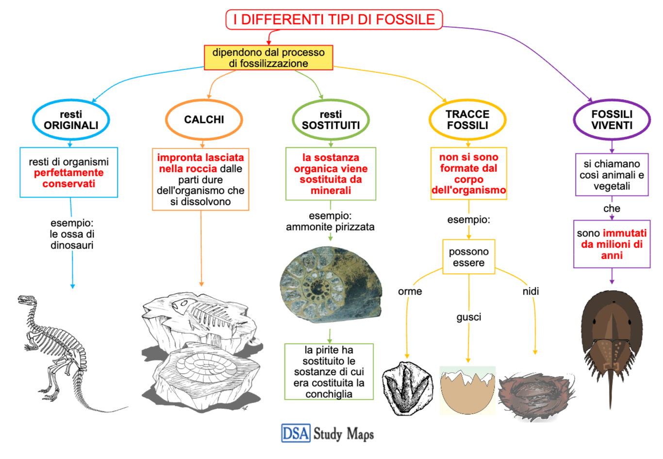 i differenti tipi di fossili