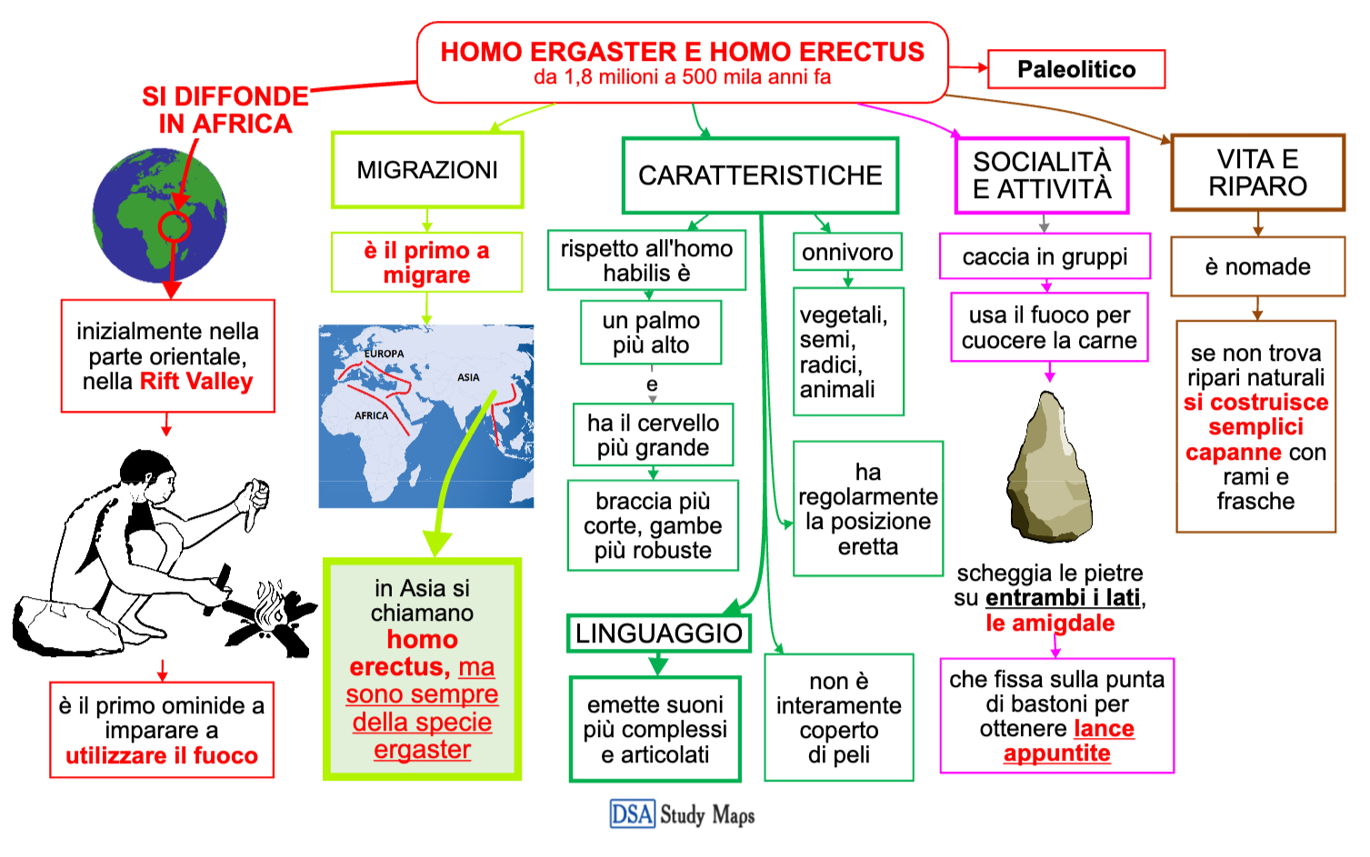 homo ergaster e homo erectus