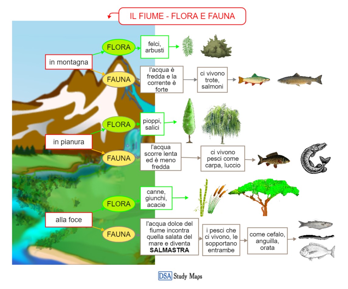 il fiume - flora e fauna