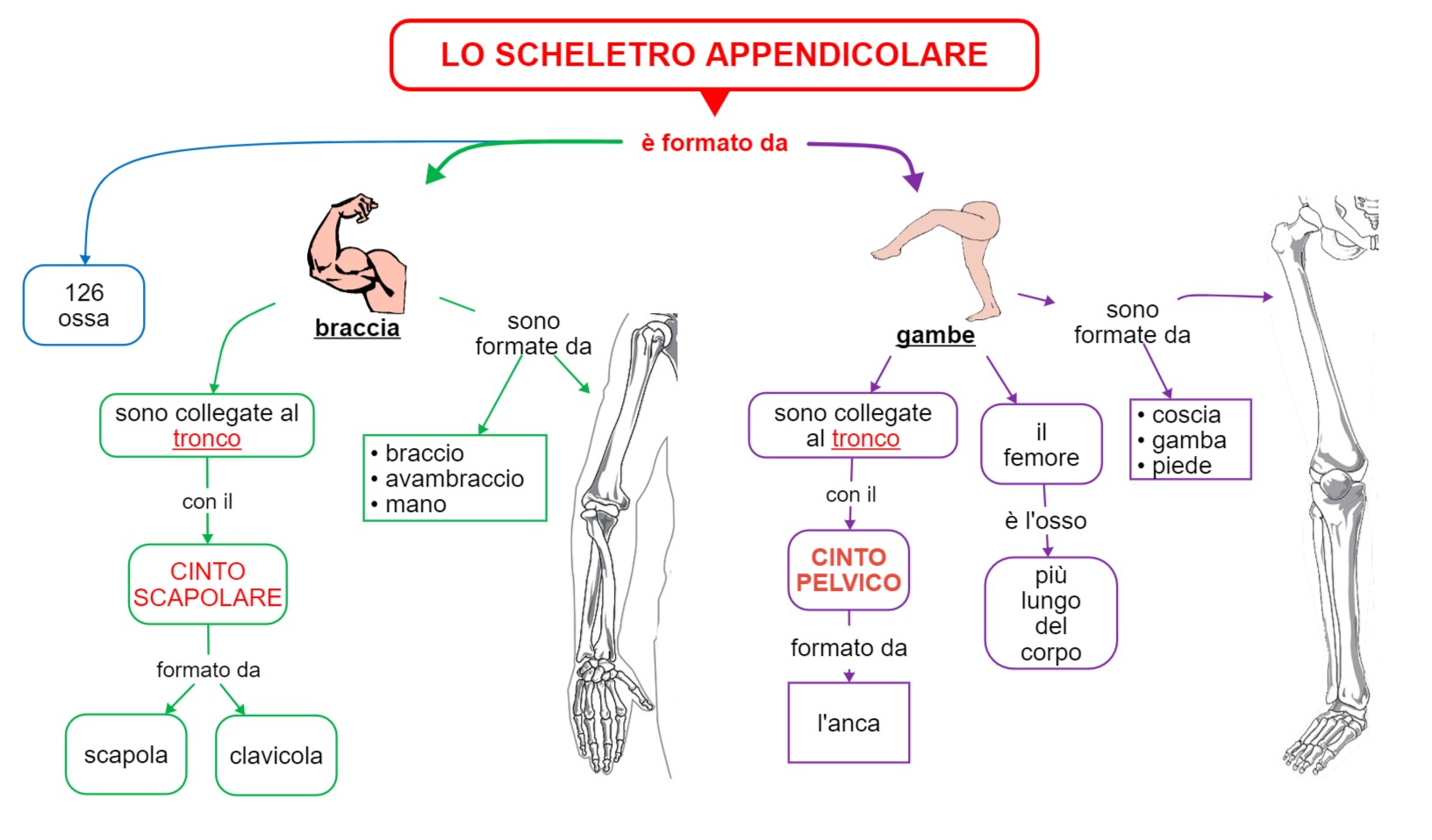 scheletro appendicolare