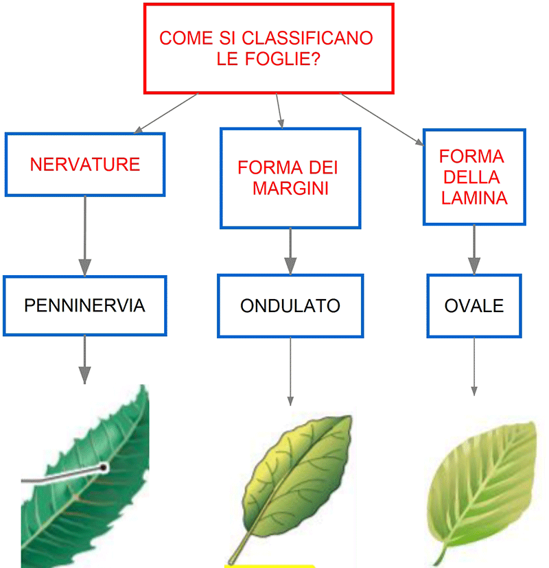  come si classificano le foglie